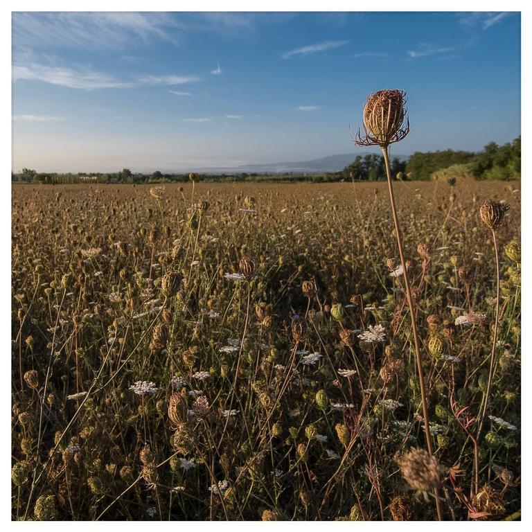 Agriturismo La Torricella Pistoia Bagian luar foto